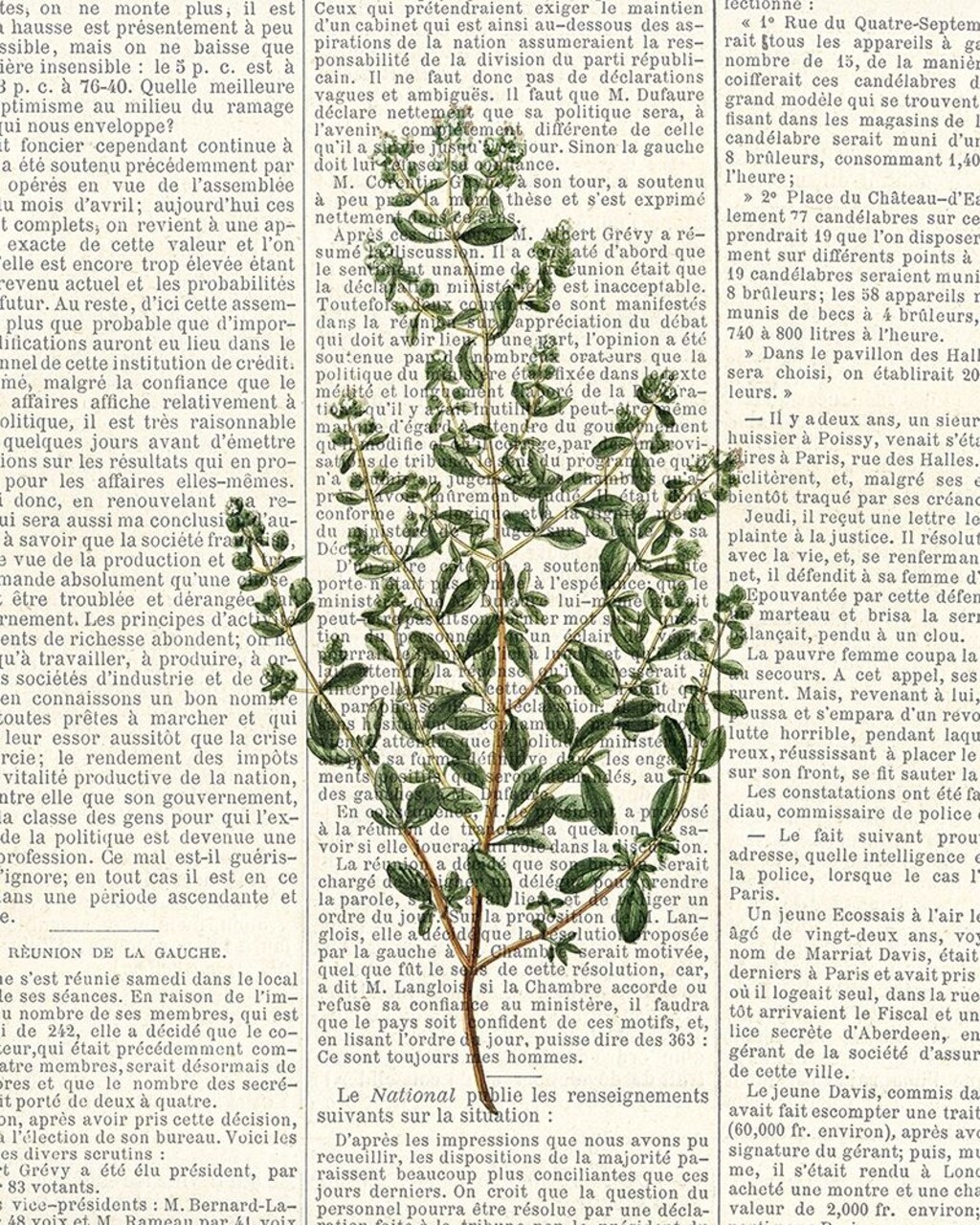 Fresh Herbs 3 Poster Print by Kimberly Allen - Item # VARPDXKARC775C